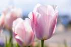 Amble, Morpeth, Northumberland, England. Purple tulips in the sun. Art Print